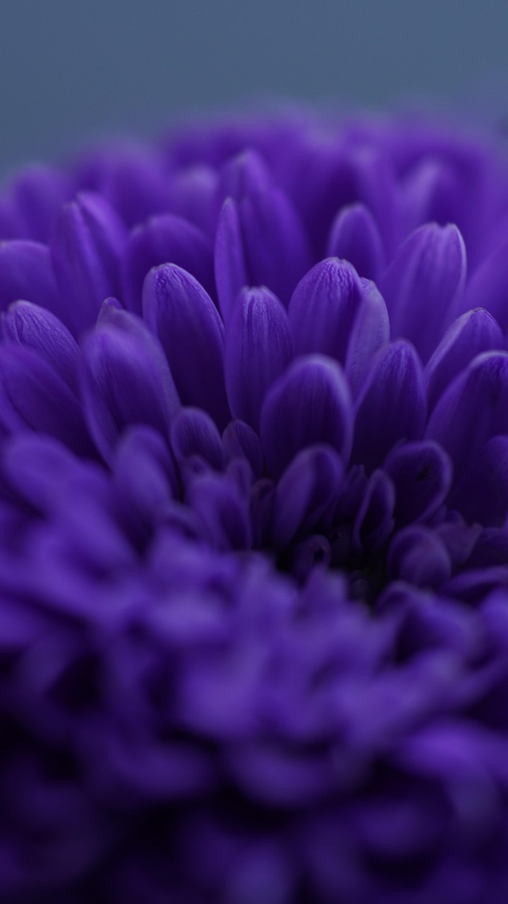 chrysanthemum, nature, flower background, flower, purple flower, blossom, floral background, bloom, flora, beautiful flowers, beautiful wallpaper, background, close up, flower wallpaper, macro